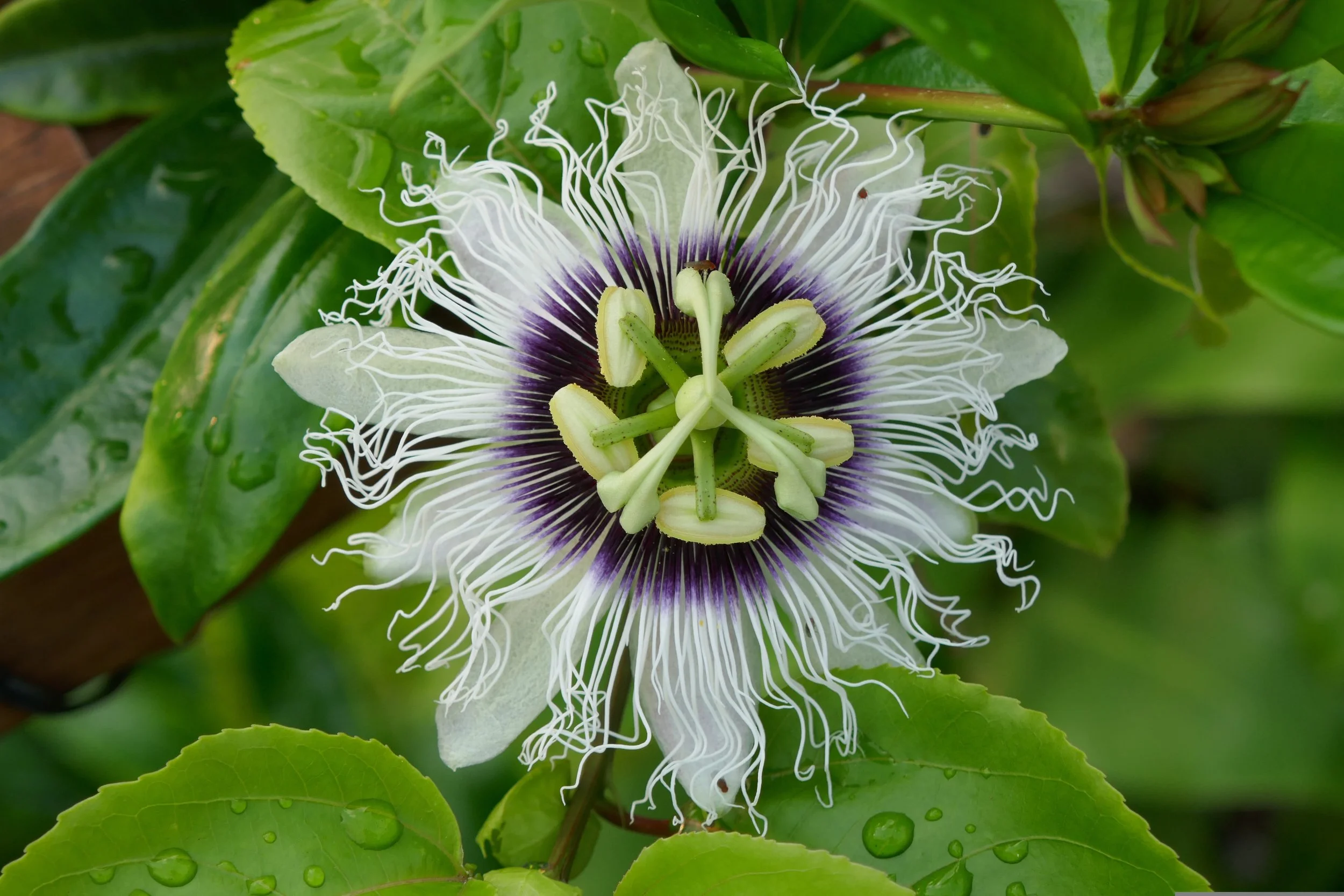 LILIKOI FLOWER ESSENTIAL OIL — Kahuna Products Hawai'i